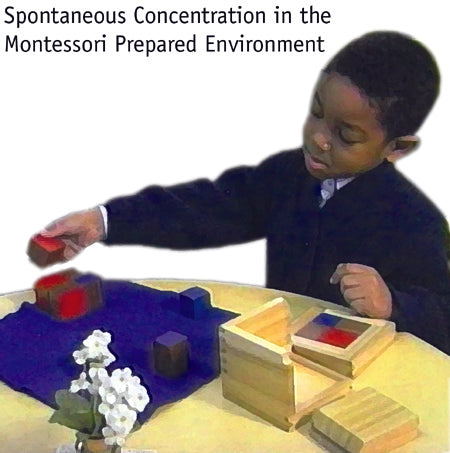 Spontaneous concentration in the Montessori Prepared Environment